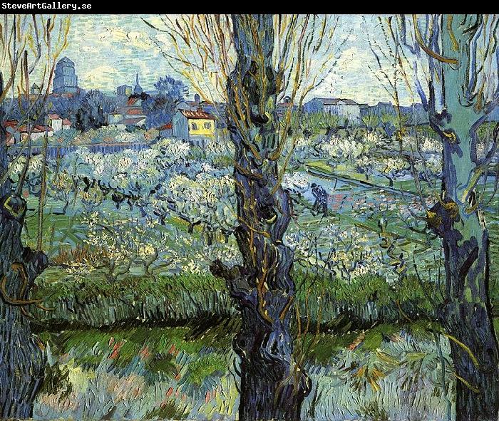 Vincent Van Gogh Orchard in Bloom with Poplars